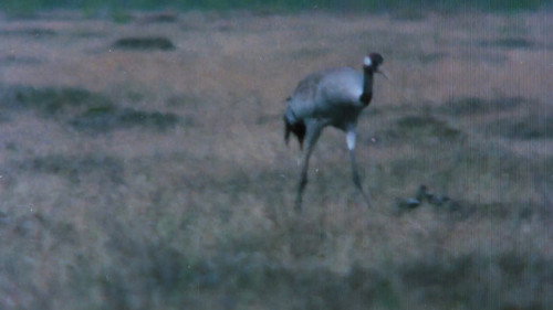 The Sounds of the Northern Forests