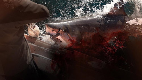 Into the shark bite Backdrop Blur