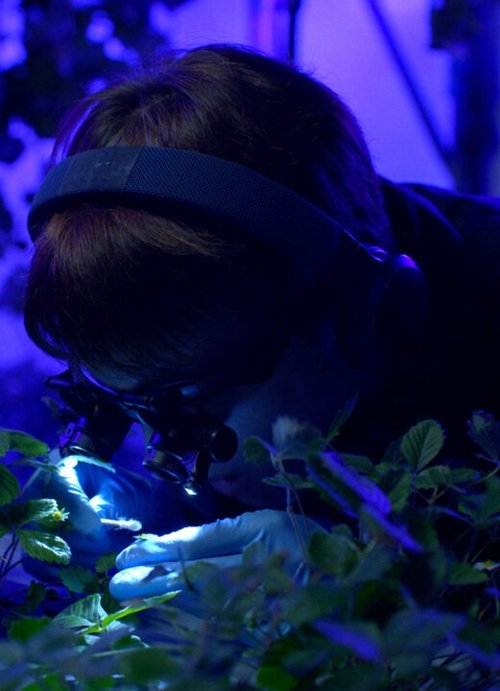 The Antarctic Gardener