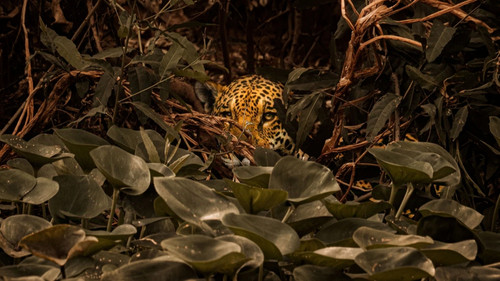 Sinfonia da Sobrevivência