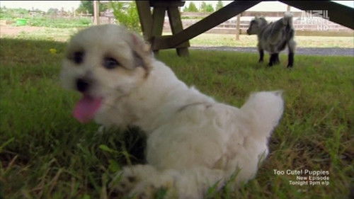 Image de l'épisode Coton de Tuléar, Berger allemand et Bouledogue Français