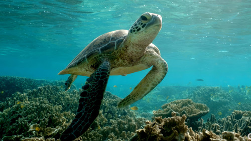 Australia's True Originals