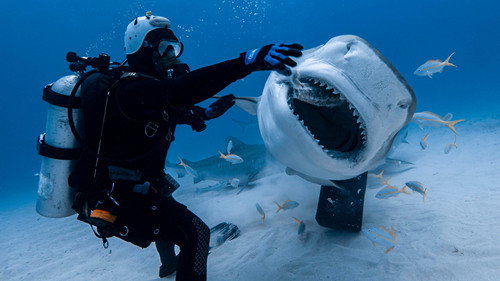Tiger Shark Beach still