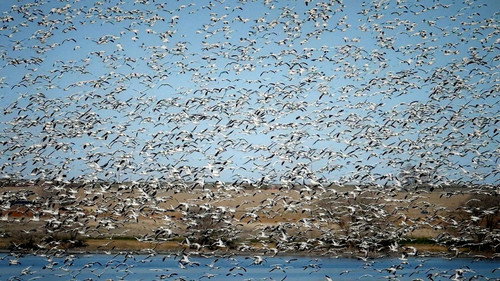 The Rise of the Birds - Season 1 Backdrop Blur