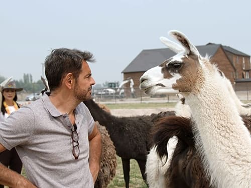 Poster della serie De viaje con los Derbez