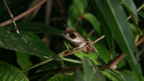 Poster Madagascar: Les Bons Génies de la Forêt