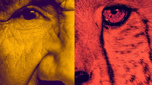 Human Animal Bild 2