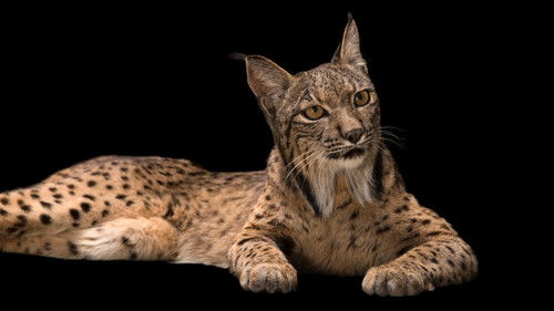 Escena 6 de Rare: Creatures of the Photo Ark