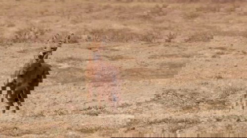 If I Were an Ethiopian Wolf