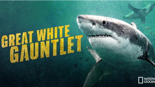 Great White Gauntlet still