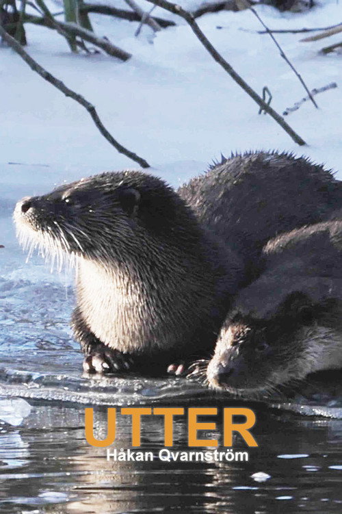 Utter - Naturfilm av Håkan Qvarnström