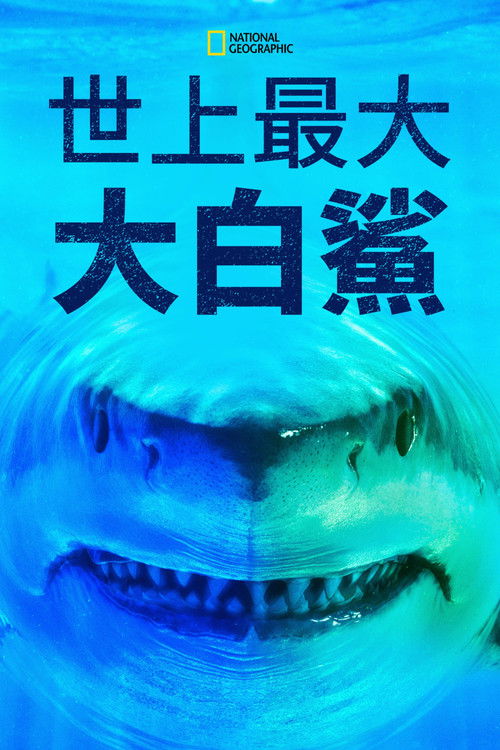 World's Biggest Great White? poster