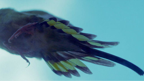 No Pulsar da Linguagem