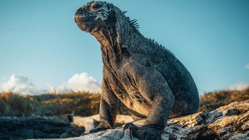 Galapagos - Season 1 Backdrop Blur