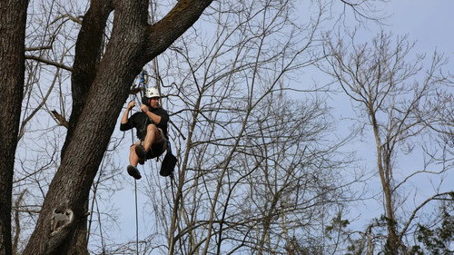 Grace VanderWaal's Got Treehouse