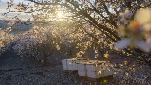 Segredos das Abelhas: 1×2