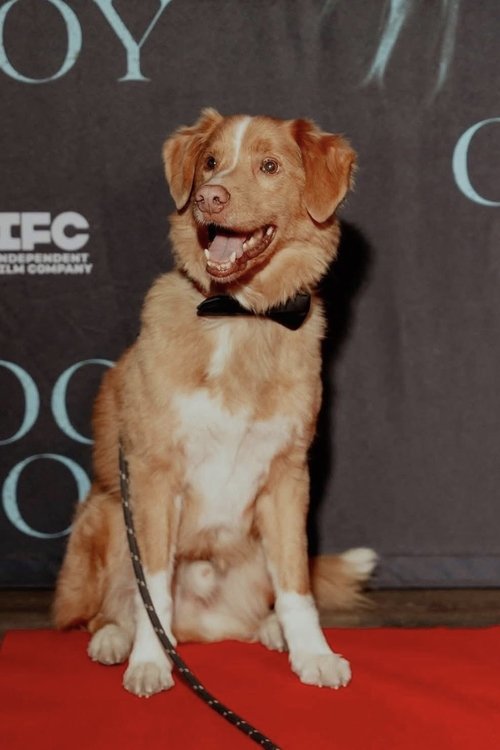 Image de Indy