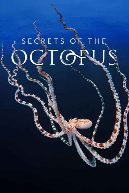 Secrets of the Octopus poster