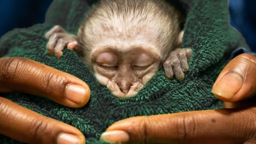 Poster della serie Malawi Wildlife Rescue