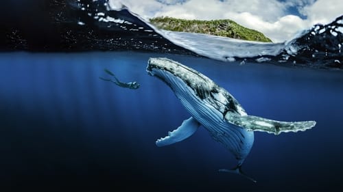 追踪海洋巨兽