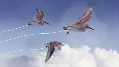 Flyways: the untold journey of migratory shorebirds - Season 1 Backdrop Blur