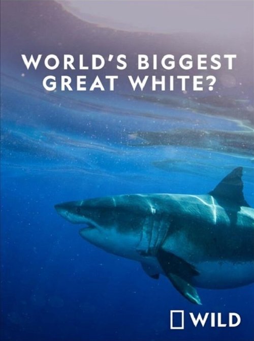 National Geographic: Worlds Biggest Great White Shark movie poster player