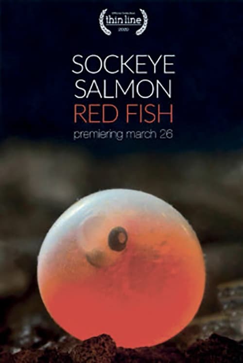 Sockeye Salmon. Red Fish