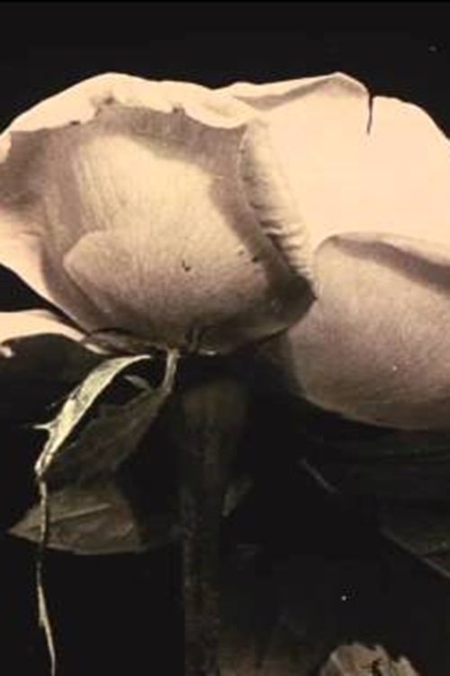 Fleurs des champs poster