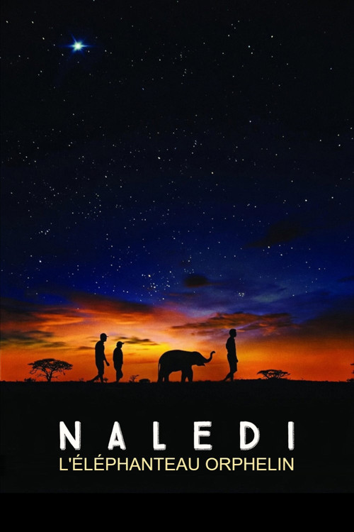Naledi, l'éléphanteau orphelin