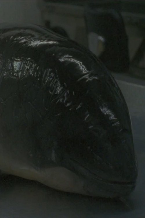 Necropsy of a Harbour Porpoise (Seeing From our Eyes into Theirs) Necropsy of a Harbour Porpoise (Seeing From our Eyes into Theirs)