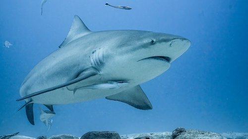 Image de l'épisode 9