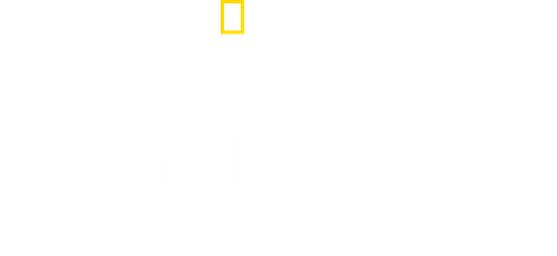 Quando os Tubarões Atacam… e Por quê?