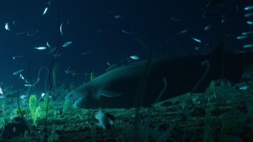 OceanXplorers: 1×3
