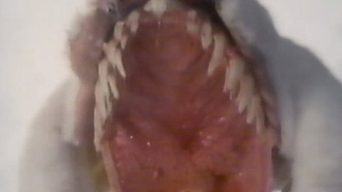 Momoco Wonderland: Strange House