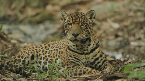 Sur la piste du jaguar au Guyana