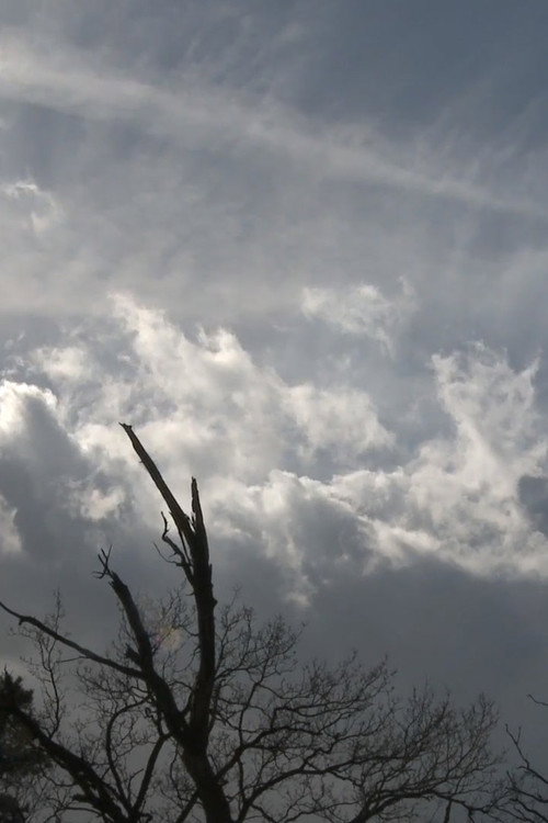 Behind the Forest Line