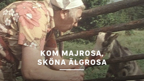 Kom Majrosa, sköna Älgrosa Backdrop Blur
