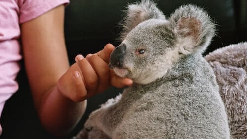 Poster della serie Izzy's Koala World