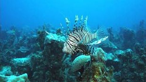 Les Bahamas, le cœur de l'océan