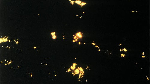 Hanging Upside Down in the Branches