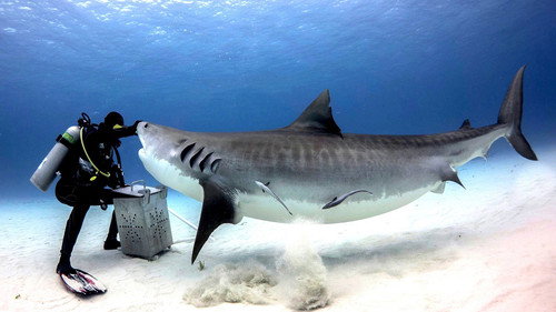 Tiger Shark Beach still