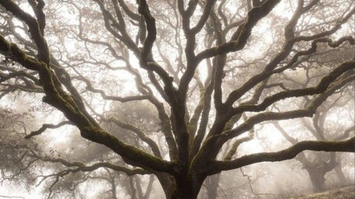 The Fantastic Deer-Man