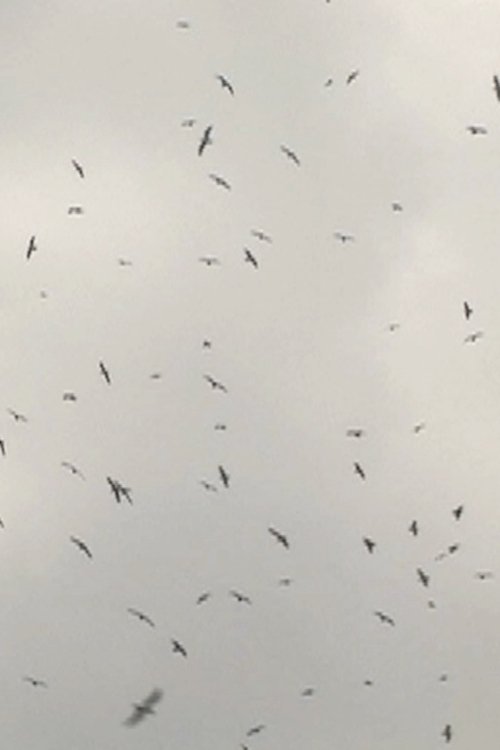 Mumurations (2017) poster