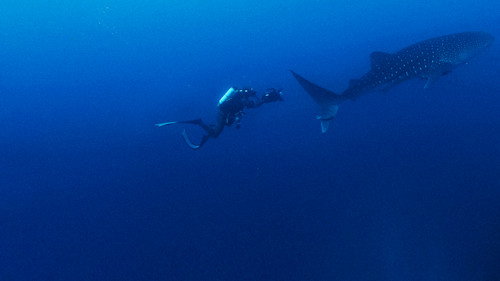 Shark Side of the Moon