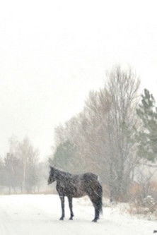 Heart of Snow, Heart of Blood poster