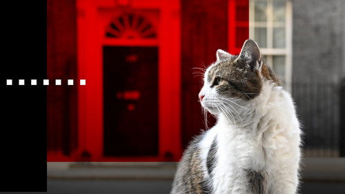 7 Times Larry the Cat Caused Mischief