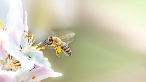 Les abeilles, sentinelles de la planète Backdrop Blur