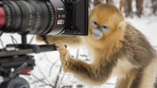 Nés en Chine: Histoires d’un tournage