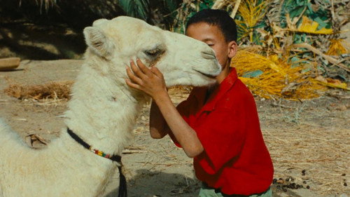 Zaa, the Little White Camel