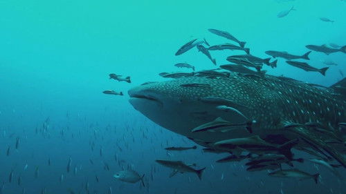 Gli animali più tenaci sulla terra